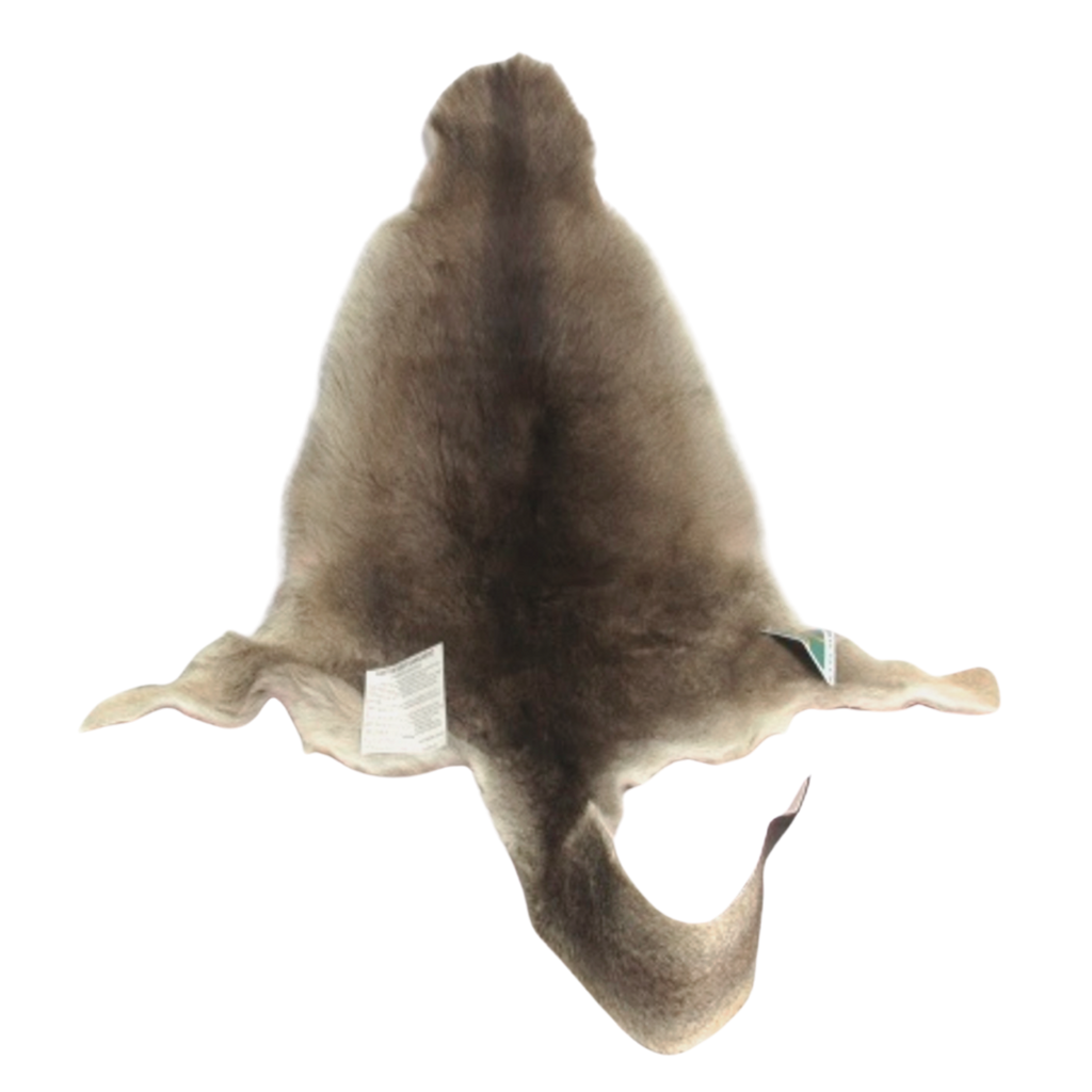 Grey Australian kangaroo, genuine skin hide on a clear background