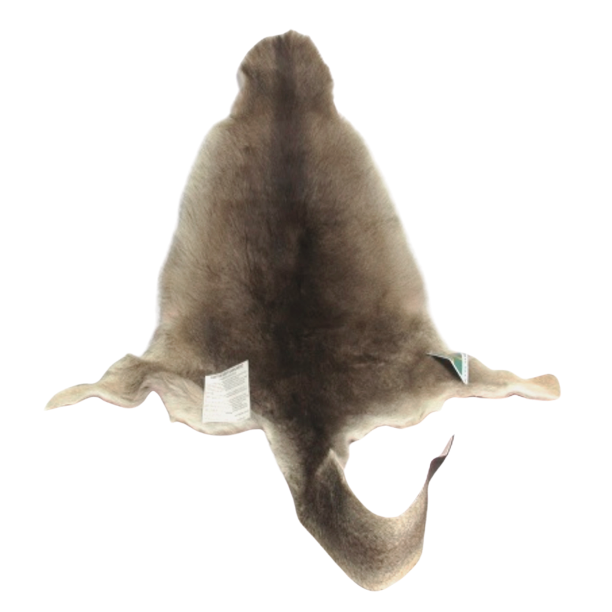 Grey Australian kangaroo, genuine skin hide on a clear background