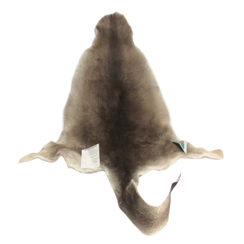 Grey Australian kangaroo, genuine skin hide on a clear background
